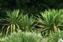 yucca recurvifolia