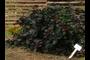 purple leaf peppers and link to its gigapan
