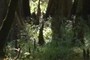 Cypress Knee