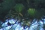 Pine Cone