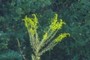 Ragweed or goldenrod?