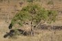 Bloodwood (Eucalyptus sp?) is very common in savanna type rangelands.
