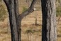 Ironbark (Eucalyptus crebra)