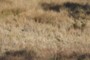 Common Grasses in the savanna landscape include (sp?)