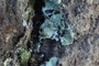 Lichen?
