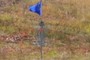 Frssbee Golf