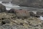 Boiler