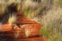 Spinifex (Triodia pungens) is an example of hummock grass.