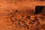 A rabbit? burrow with some dung scattered around the entrance.