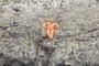 Seastar
