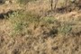 Eucalyptus regrowth (<i>Eucalyptus<i> spp) with a large introduced legume plant (<i>Stylosanthes<i> – Seca) in the background.