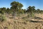 <i>Eucalyptus<i> spp, the dominate Eucalypt across this landscape.