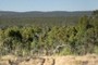 This dominant tree species that covers huge areas of northern Australia woodland.