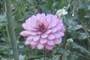 Dainty flowers