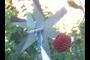 Yaggi antenna and a Flower