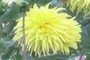 Flower that looks like a pom pom