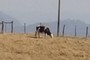 vaca