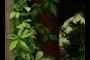 nice vine