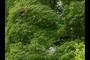 Acer palmatum "Dissectum group"