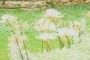 Lycoris Albiflora  White spider lily