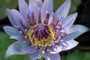 Lilly Blossom