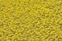 Yellow swamp flowers