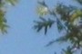 Oaks
