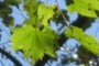 Maples
