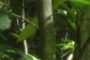 Beech