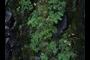Ferns and Fern allies