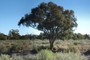 The dominate tree species in the overstory of the Northern Saltbush community.