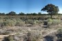 Saltbush (Atriplex nummeria) in a Coolibah Woodland