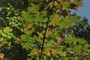 Maple Leaves