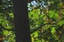 Oaks