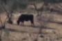 toro
