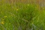 St. John's-Wort