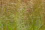Dog Fennel