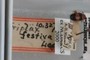 Triplax festiva Lacordaire, 1842