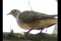 Dove