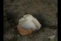 eggshell