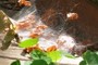 Spider Web