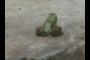 frog 2