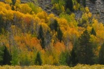 243993-210x140