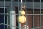 gourd