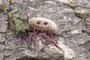 Mr. E. coli