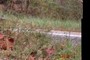 Old Route 55