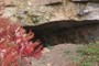 Cave entrance with red sumac