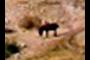 horse?