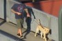 Headless Dog Walker