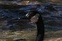 Swimmer